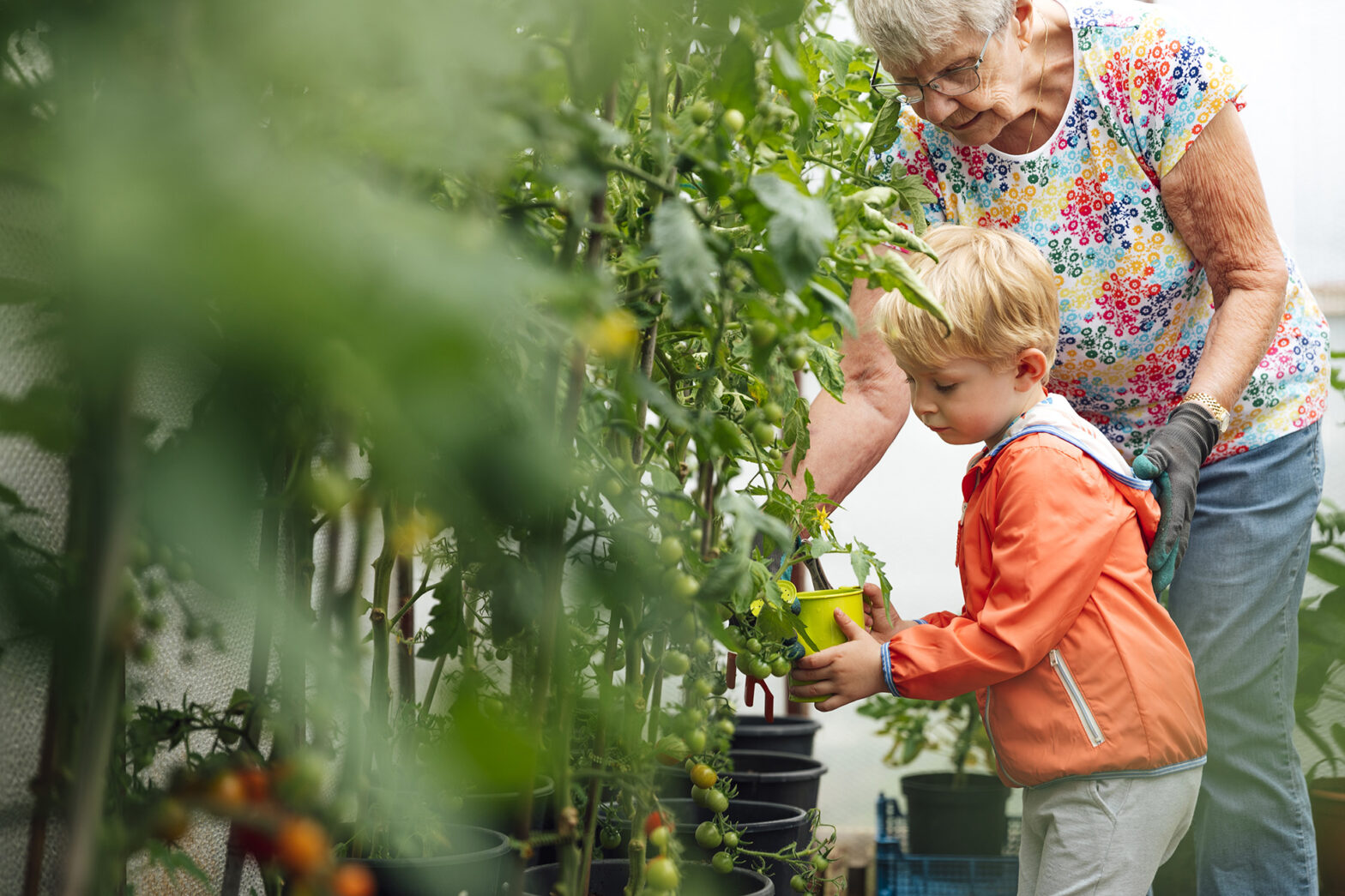 A shot of a young toddler boy and a senior woman in a greenhouse. They are wearing casual clothing and are watering tomato plants with a watering can.